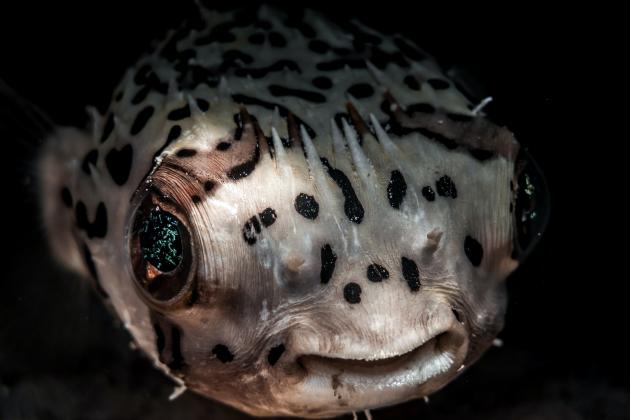 Poisson hérisson Turques et Caïques Poisson hérisson Turques et Caïques