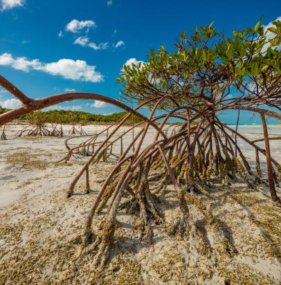 Resilience to climate change