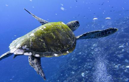Tortue Polynésie Française
