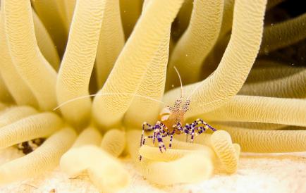 Anemone Bonaire