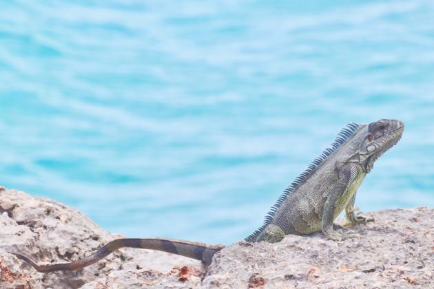 Iguana Anguilla