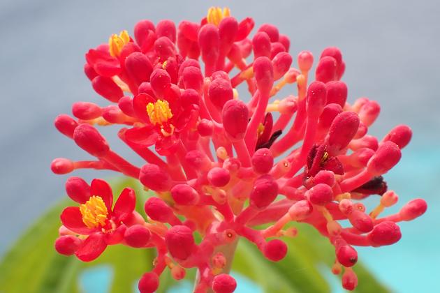 Flower Bonaire