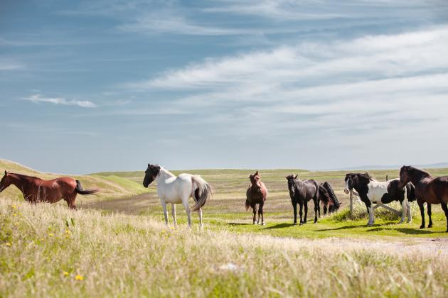 Chevaux Saint Pierre et Miquelon